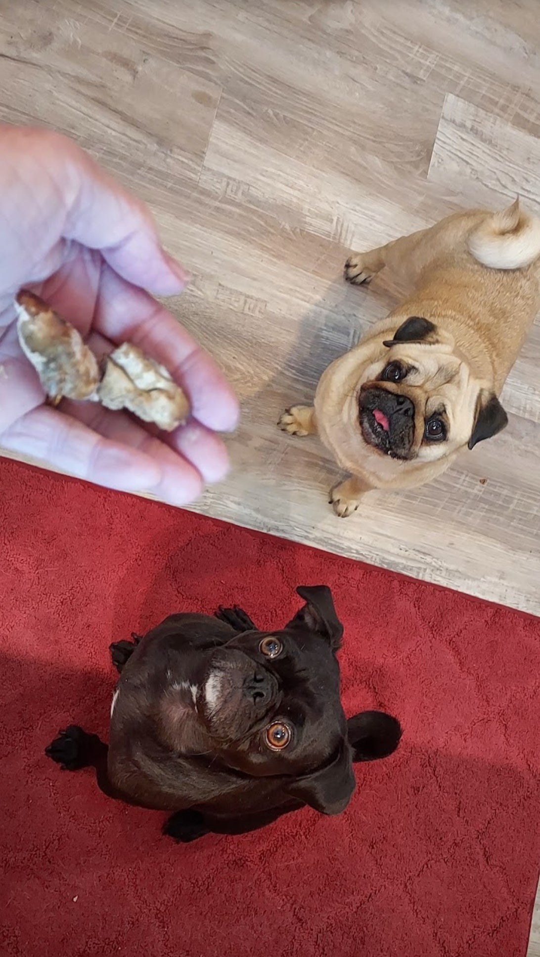 Freeze Dried Chicken Liver Pet Treats