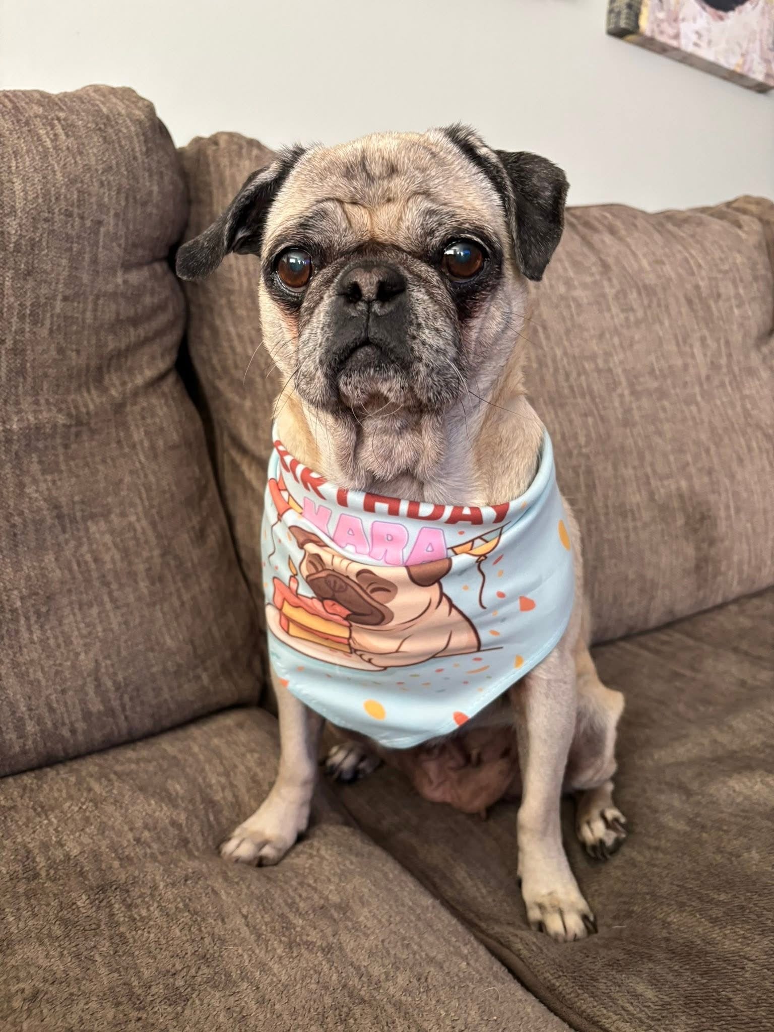 DR Freeze Birthday PUP Box Dr Freeze Foods and Snacks