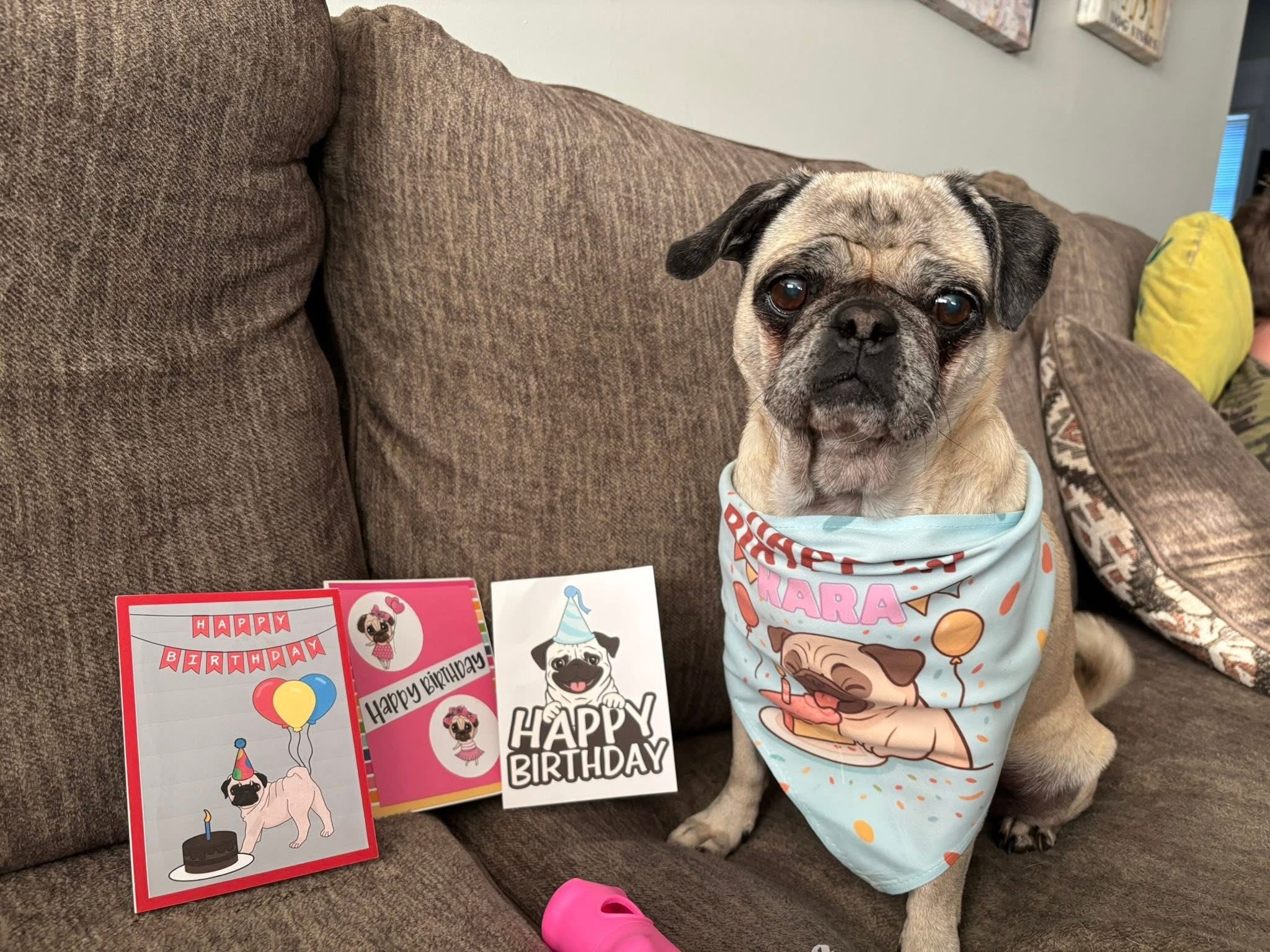 DR Freeze Birthday PUP Box Dr Freeze Foods and Snacks