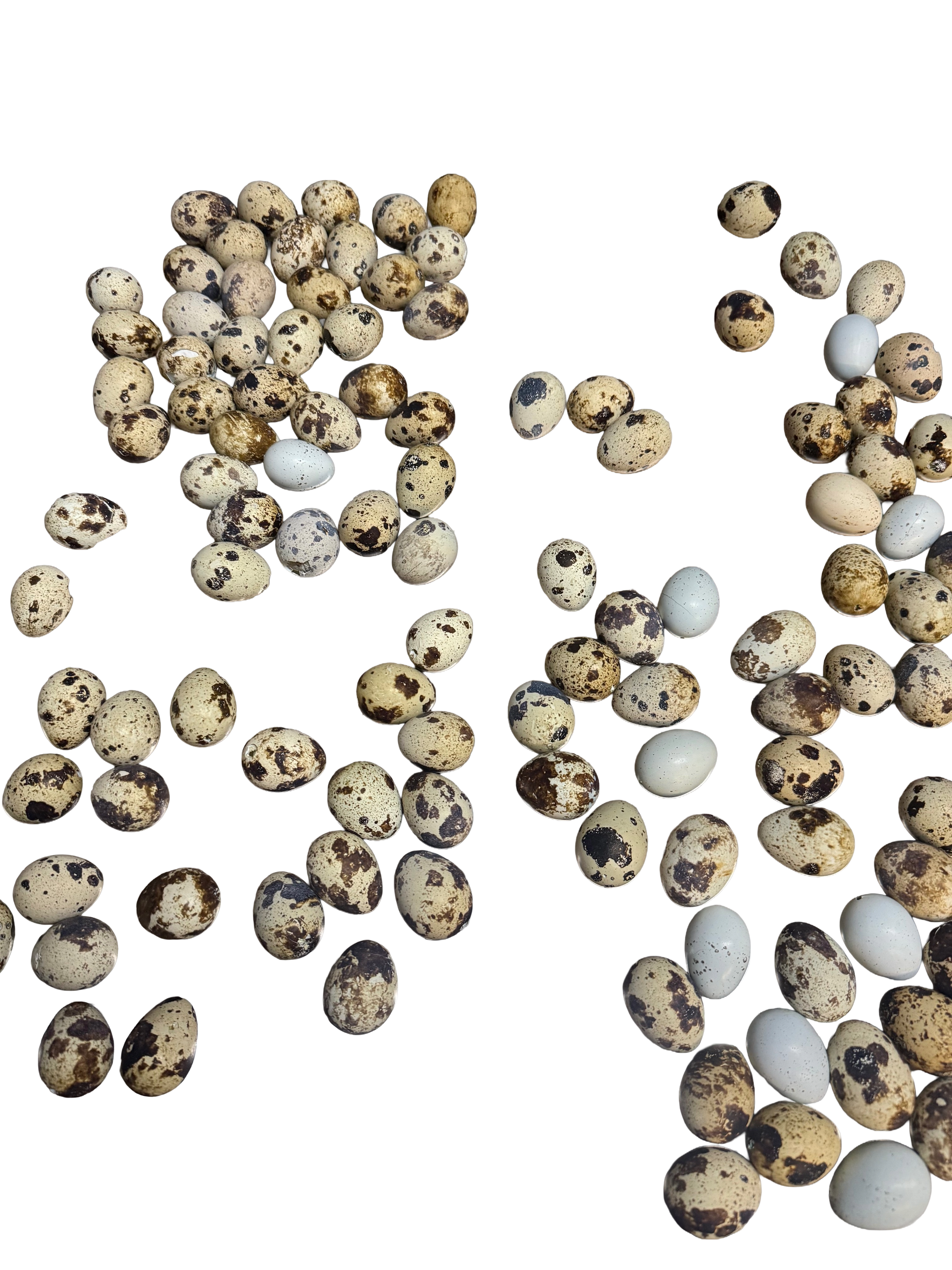Freeze Dried Quail Eggs 12 ct package Dr Freeze Foods and Snacks